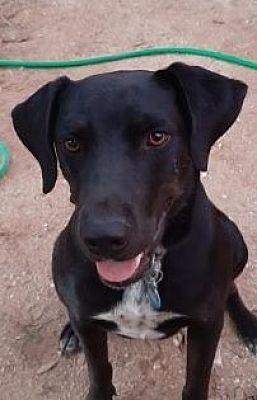 Tucson Az Labrador Retriever Meet Marco A Pet For Adoption