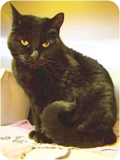 Domestic Shorthair Cat for Sale in Toledo, Ohio - Molly Domestic Shorthair Cat for Sale in Toledo, Ohio - Molly
