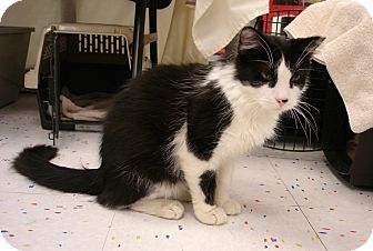 Domestic Mediumhair Cat for Sale in Fountain Hills, Arizona - MAX Domestic Mediumhair Cat for Sale in Fountain Hills, Arizona - MAX