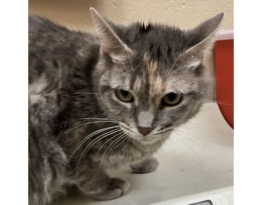 Grand Rapids MI Domestic Shorthair Meet Tabitha A Pet For Adoption