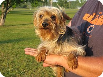 Yorkie, Yorkshire Terrier Dog for Sale in Westport, Connecticut - Tatum Yorkie, Yorkshire Terrier Dog for Sale in Westport, Connecticut - Tatum