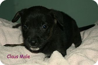 Rottweiler/Collie Mix Puppy for Sale in Danbury, Connecticut - Claus Rottweiler/Collie Mix Puppy for Sale in Danbury, Connecticut - Claus