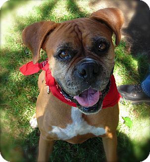 Boxer Dog for Sale in El Cajon, California - Lola Boxer Dog for Sale in El Cajon, California - Lola
