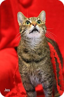 Domestic Shorthair Cat for Sale in Gaithersburg, Maryland - Jes Domestic Shorthair Cat for Sale in Gaithersburg, Maryland - Jes