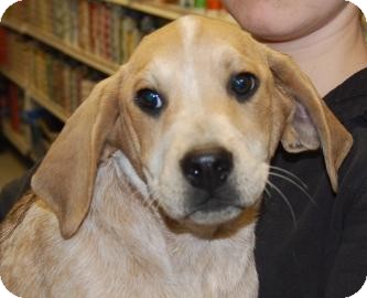 Pointer/Hound (Unknown Type) Mix Puppy for Sale in Brooklyn, New York - Watson Pointer/Hound (Unknown Type) Mix Puppy for Sale in Brooklyn, New York - Watson