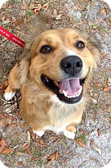 Australian Shepherd/German Shepherd Dog Mix Dog for Sale in Gainesville, Florida - Jingles Australian Shepherd/German Shepherd Dog Mix Dog for Sale in Gainesville, Florida - Jingles