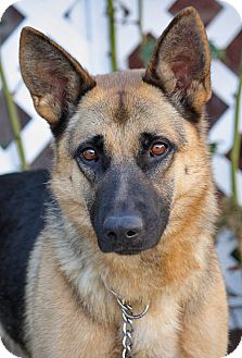 German Shepherd Dog Dog for Sale in Los Angeles, California - Karissa von Kelbra German Shepherd Dog Dog for Sale in Los Angeles, California - Karissa von Kelbra