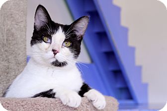 Domestic Shorthair Cat for Sale in Chicago, Illinois - Stuffy Walton Domestic Shorthair Cat for Sale in Chicago, Illinois - Stuffy Walton