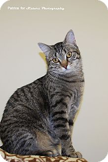 Domestic Shorthair Cat for Sale in Lincoln, Nebraska - Ani Domestic Shorthair Cat for Sale in Lincoln, Nebraska - Ani