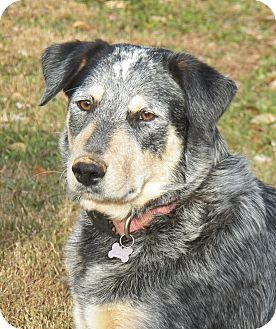 Catahoula Leopard Dog/Labrador Retriever Mix Dog for Sale in Sussex, New Jersey - Dixie URGENT Catahoula Leopard Dog/Labrador Retriever Mix Dog for Sale in Sussex, New Jersey - Dixie URGENT
