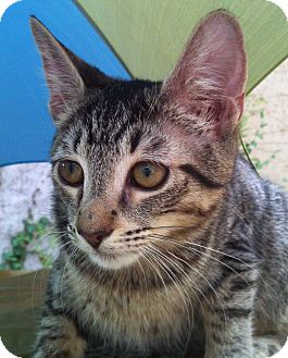 Domestic Shorthair Kitten for Sale in Brooklyn, New York - Xena Domestic Shorthair Kitten for Sale in Brooklyn, New York - Xena
