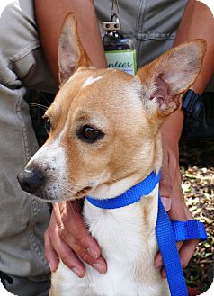 Chihuahua/Dachshund Mix Dog for Sale in Chula Vista, California - Dougie Chihuahua/Dachshund Mix Dog for Sale in Chula Vista, California - Dougie