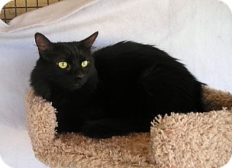 Domestic Mediumhair Kitten for Sale in Palmdale, California - Blossom Domestic Mediumhair Kitten for Sale in Palmdale, California - Blossom