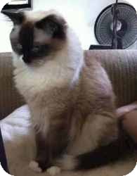 Ragdoll Cat for Sale in Ennis, Texas - Taz Ragdoll Cat for Sale in Ennis, Texas - Taz