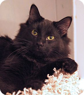Domestic Mediumhair Kitten for Sale in Colorado Springs, Colorado - Jet Domestic Mediumhair Kitten for Sale in Colorado Springs, Colorado - Jet