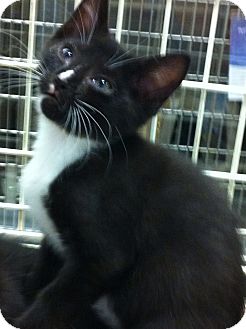 Domestic Shorthair Kitten for Sale in Pittstown, New Jersey - Ninja Domestic Shorthair Kitten for Sale in Pittstown, New Jersey - Ninja
