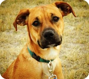 Boxer/Labrador Retriever Mix Dog for Sale in Cheyenne, Wyoming - Skyla Boxer/Labrador Retriever Mix Dog for Sale in Cheyenne, Wyoming - Skyla