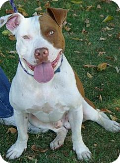 American Pit Bull Terrier Mix Dog for Sale in Red Bluff, California - Rusty American Pit Bull Terrier Mix Dog for Sale in Red Bluff, California - Rusty