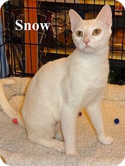 Domestic Shorthair Cat for Sale in Bentonville, Arkansas - Snow Domestic Shorthair Cat for Sale in Bentonville, Arkansas - Snow