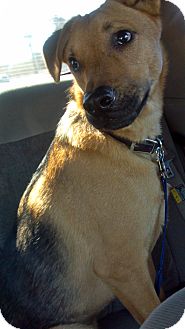 Shepherd (Unknown Type) Mix Dog for Sale in Phoenix, Arizona - Cisco Shepherd (Unknown Type) Mix Dog for Sale in Phoenix, Arizona - Cisco