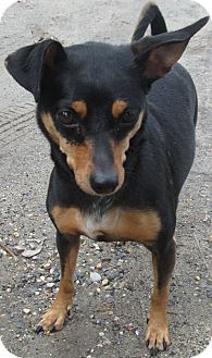 Miniature Pinscher Dog for Sale in Forked River, New Jersey - Mollie Miniature Pinscher Dog for Sale in Forked River, New Jersey - Mollie