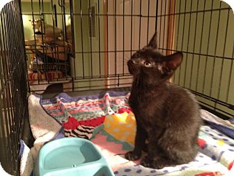 Domestic Shorthair Kitten for Sale in East Hanover, New Jersey - Jetta Domestic Shorthair Kitten for Sale in East Hanover, New Jersey - Jetta