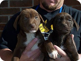 Labrador Retriever Mix Puppy for Sale in Germantown, Maryland - Mobie and M&M Labrador Retriever Mix Puppy for Sale in Germantown, Maryland - Mobie and M&M