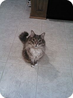Domestic Longhair Cat for Sale in Laguna Woods, California - Oscar Domestic Longhair Cat for Sale in Laguna Woods, California - Oscar