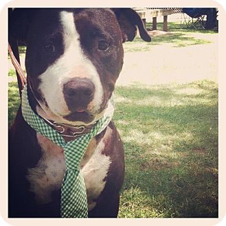 American Pit Bull Terrier Dog for Sale in Mission Viejo, California - Bacon American Pit Bull Terrier Dog for Sale in Mission Viejo, California - Bacon