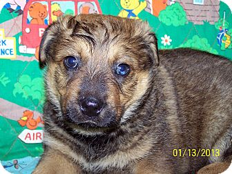 Australian Cattle Dog/German Shepherd Dog Mix Puppy for Sale in Sherman, Connecticut - Keith Betty's Dog Australian Cattle Dog/German Shepherd Dog Mix Puppy for Sale in Sherman, Connecticut - Keith Betty's Dog