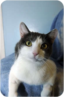 Domestic Shorthair Cat for Sale in New York, New York - Sugar Domestic Shorthair Cat for Sale in New York, New York - Sugar