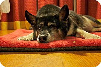 Husky/Shepherd (Unknown Type) Mix Dog for Sale in Douglas, Ontario - GiGi Husky/Shepherd (Unknown Type) Mix Dog for Sale in Douglas, Ontario - GiGi