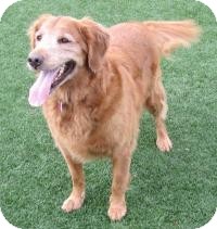 Golden Retriever Mix Dog for Sale in Scottsdale, Arizona - Ruka Golden Retriever Mix Dog for Sale in Scottsdale, Arizona - Ruka