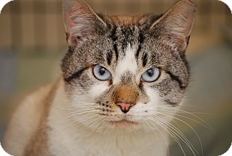 Siamese Cat for Sale in Bensalem, Pennsylvania - Blu Siamese Cat for Sale in Bensalem, Pennsylvania - Blu