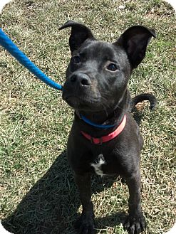 American Pit Bull Terrier Mix Puppy for Sale in Rising Sun, Indiana - Carson - NORTH VERNON, IN American Pit Bull Terrier Mix Puppy for Sale in Rising Sun, Indiana - Carson - NORTH VERNON, IN