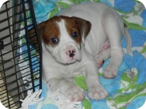 Mastiff/Boxer Mix Puppy for Sale in Marlton, New Jersey - Baby Jase Mastiff/Boxer Mix Puppy for Sale in Marlton, New Jersey - Baby Jase