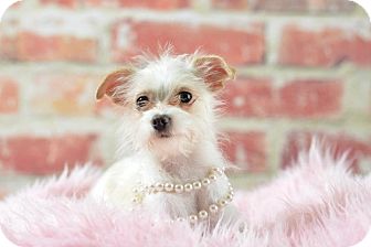 Chihuahua/Yorkie, Yorkshire Terrier Mix Dog for Sale in Chicago, Illinois - Roxy Chihuahua/Yorkie, Yorkshire Terrier Mix Dog for Sale in Chicago, Illinois - Roxy
