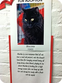 Domestic Longhair Cat for Sale in whitestone, New York - Blacky Domestic Longhair Cat for Sale in whitestone, New York - Blacky