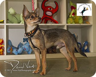 Chihuahua Mix Dog for Sale in San Diego, California - Tony Chihuahua Mix Dog for Sale in San Diego, California - Tony