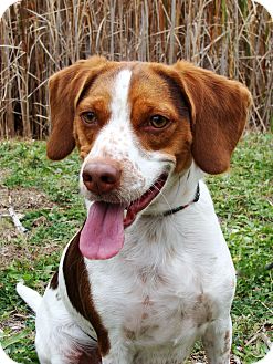 Beagle/Spaniel (Unknown Type) Mix Dog for Sale in Jackson, Michigan - Louie Beagle/Spaniel (Unknown Type) Mix Dog for Sale in Jackson, Michigan - Louie