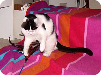 Domestic Shorthair Cat for Sale in Scottsdale, Arizona - Jimmy Choo-calm, big beauty Domestic Shorthair Cat for Sale in Scottsdale, Arizona - Jimmy Choo-calm, big beauty