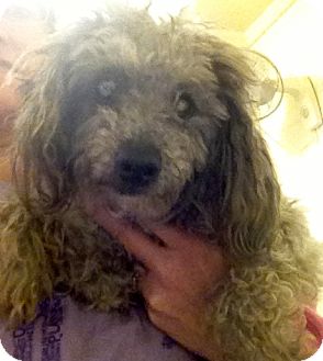 Poodle (Miniature) Mix Dog for Sale in Richmond, Virginia - Doodle Poodle (Miniature) Mix Dog for Sale in Richmond, Virginia - Doodle