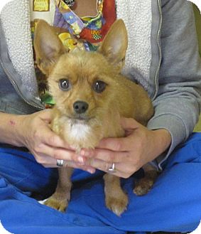 Yorkie, Yorkshire Terrier/Terrier (Unknown Type, Small) Mix Dog for Sale in Washington, D.C. - Gingerbread Man Yorkie, Yorkshire Terrier/Terrier (Unknown Type, Small) Mix Dog for Sale in Washington, D.C. - Gingerbread Man