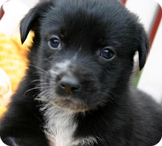 Golden Retriever Mix Puppy for Sale in Glastonbury, Connecticut - Snapple Golden Retriever Mix Puppy for Sale in Glastonbury, Connecticut - Snapple