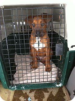 Boxer Mix Puppy for Sale in Morgantown, West Virginia - Luther Boxer Mix Puppy for Sale in Morgantown, West Virginia - Luther