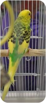 Budgie for Sale in Shawnee Mission, Kansas - Spice Budgie for Sale in Shawnee Mission, Kansas - Spice