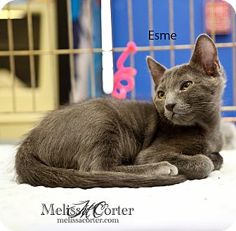 Russian Blue Kitten for Sale in Phoenix, Arizona - Esme Russian Blue Kitten for Sale in Phoenix, Arizona - Esme
