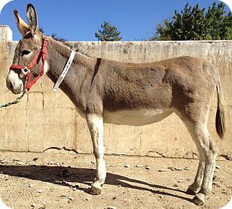 Donkey/Mule/Burro/Hinny Mix for Sale in Bangor, California - Tracy Donkey/Mule/Burro/Hinny Mix for Sale in Bangor, California - Tracy
