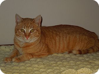Domestic Shorthair Cat for Sale in Medina, Ohio - Cyrus Domestic Shorthair Cat for Sale in Medina, Ohio - Cyrus