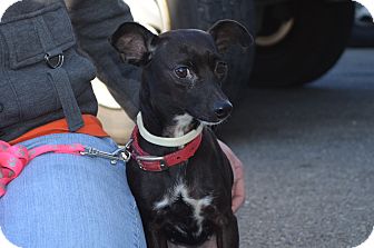 Miniature Pinscher/Chihuahua Mix Dog for Sale in New cumberland, West Virginia - Alyssa Miniature Pinscher/Chihuahua Mix Dog for Sale in New cumberland, West Virginia - Alyssa